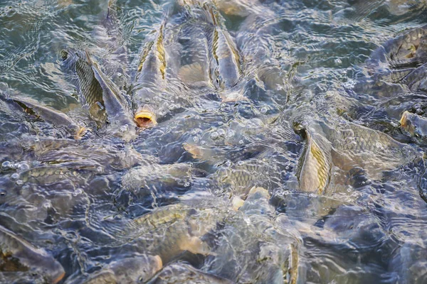 水中の魚のクローズアップショット — ストック写真