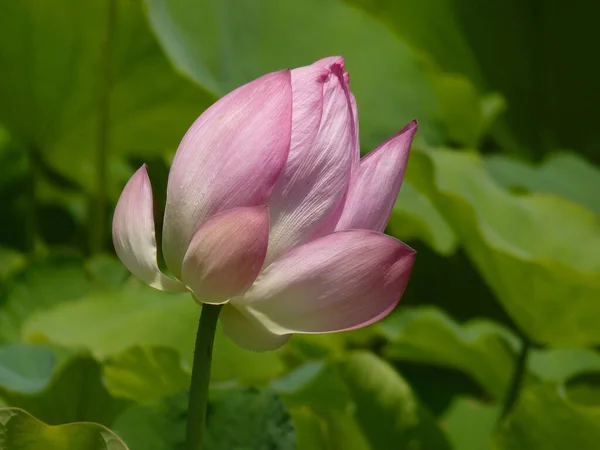 Close Tiro Uma Flor Lótus Rosa Sua Plena Flor Primavera — Fotografia de Stock