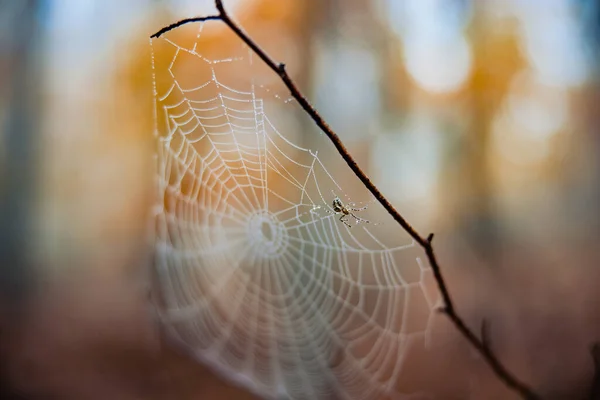 Plan Sélectif Toile Araignée Sur Une Brindille Dans Une Forêt — Photo