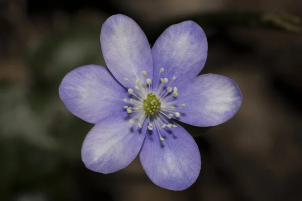 Selective Focus Blossomed Purple Noble Liverwort Flower — Stock Photo, Image