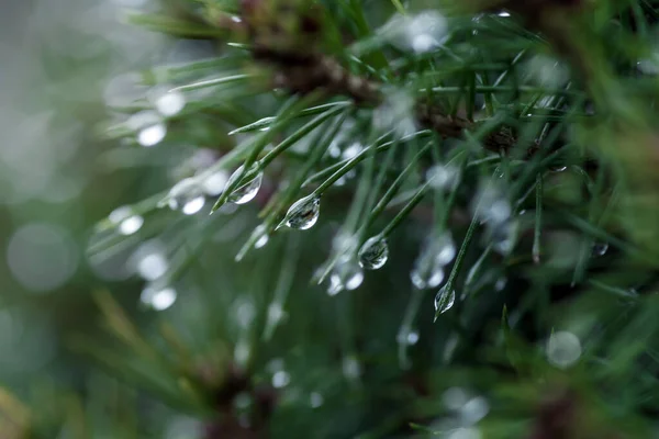 산속의 소나무 물방울로 — 스톡 사진