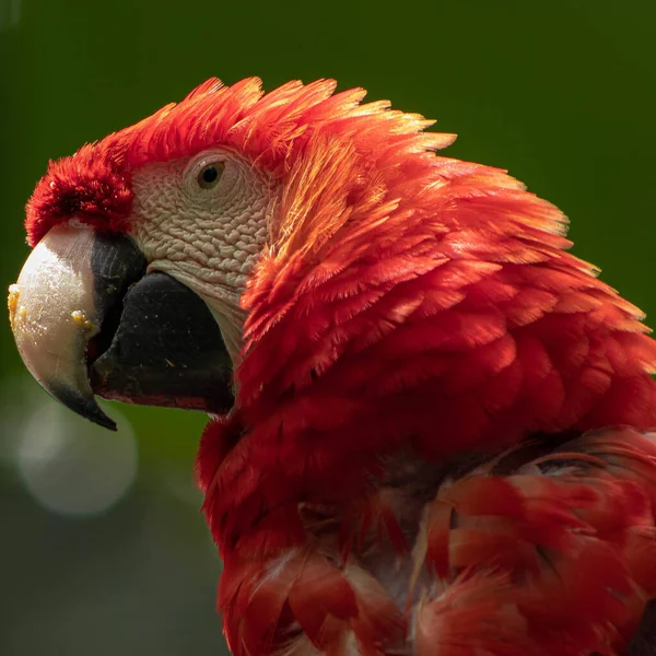 Yeşil Arka Planda Kırmızı Bir Papağan Portresi — Stok fotoğraf