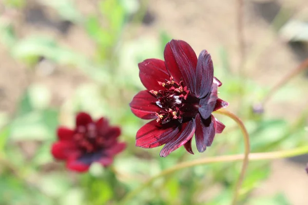 Eine Nahaufnahme Einer Schönen Blume Aus Dem Schokoladenkosmos Voller Blüte — Stockfoto