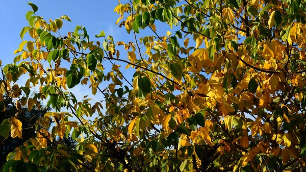 Een Selectieve Focus Shot Van Herfstbladeren Boom — Stockfoto