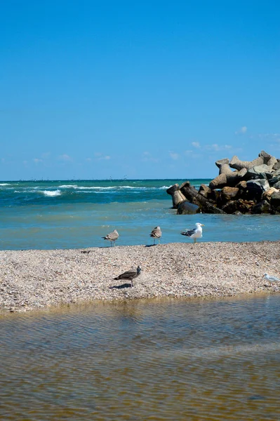 Вертикальний Знімок Чайок Пляжі Біля Хвилястого Моря — стокове фото