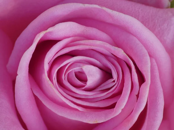 Крупный План Красивого Розового Цветка Заднем Плане — стоковое фото