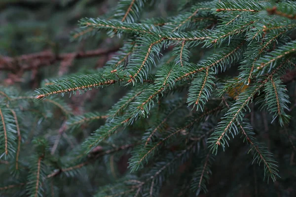 森の中のトウヒの枝の選択的なフォーカスショット — ストック写真
