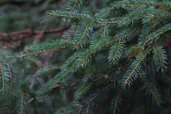 Plan Sélectif Des Branches Épinette Dans Forêt — Photo