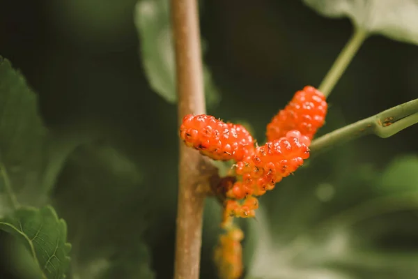 Macro Close Cultivo Amoras — Fotografia de Stock