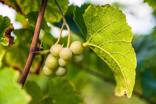 Tiro Seletivo Foco Amadurecer Uvas Vinha — Fotografia de Stock