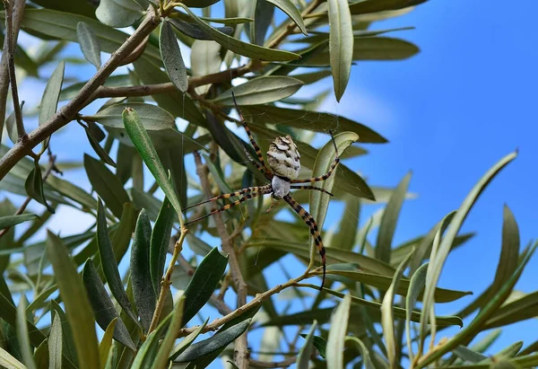 Вибірковий Фокус Lobed Argiope Spider Оливкових Гілках Дерева — стокове фото
