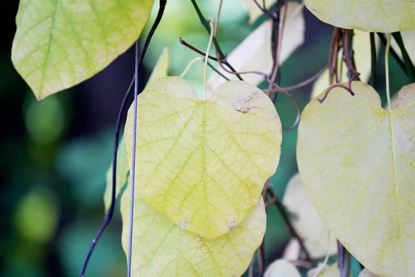 Plan Rapproché Érable Jaune Sur Fond Flou — Photo