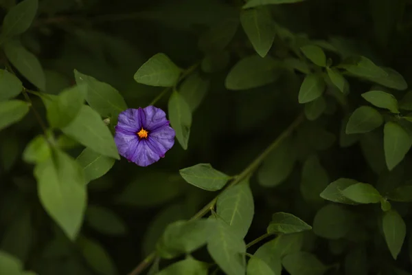 ブッシュ上の1つのナイトシェードの花のクローズアップショット — ストック写真