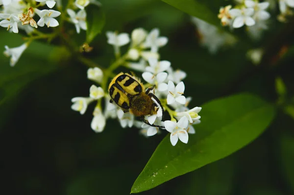 一只欧亚大陆蜜蜂的特写栖息在一朵白花上 — 图库照片
