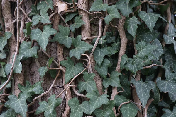Beautiful Shot Hedera Helix Plant Green Ivy Weaves Tree Trunk — Stock Photo, Image
