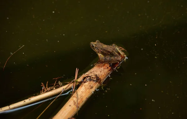 Mediterranean Painted Frog Resting Bamboo Stick Floating Water Pond — Stock Photo, Image