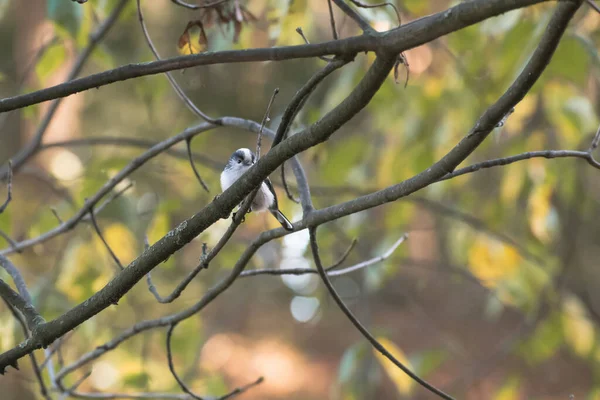 Selective Focus Shot Long Tailed Tit Perched Branch — Foto Stock