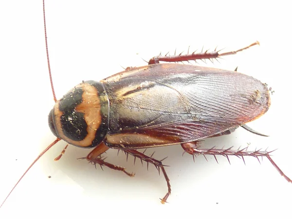 Una Macro Toma Una Cucaracha Sobre Una Superficie Blanca — Foto de Stock