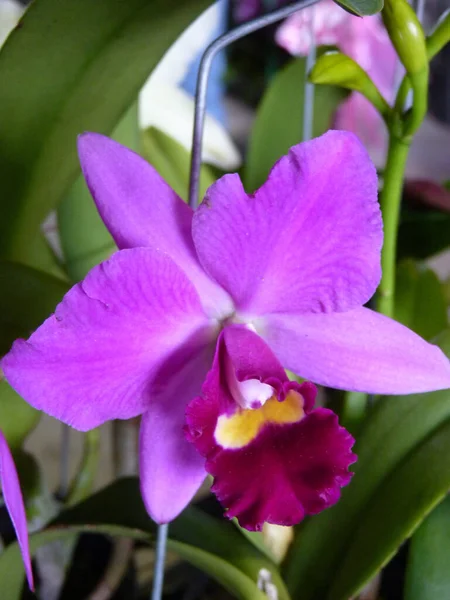 植物園に咲く紫色の蘭の花の垂直閉鎖ショット — ストック写真