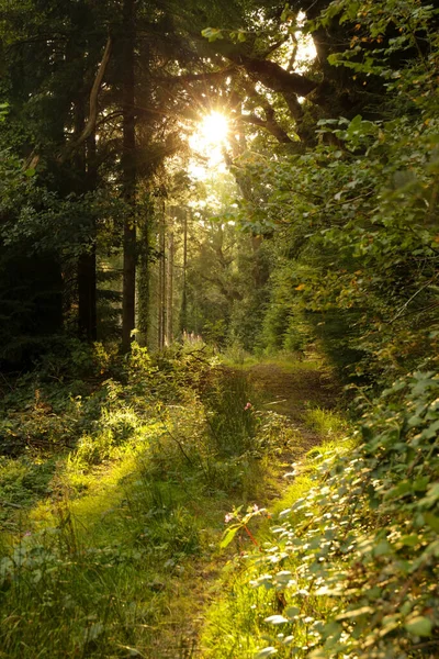 Hermoso Tiro Árboles Verdes Bajo Luz Del Sol — Foto de Stock