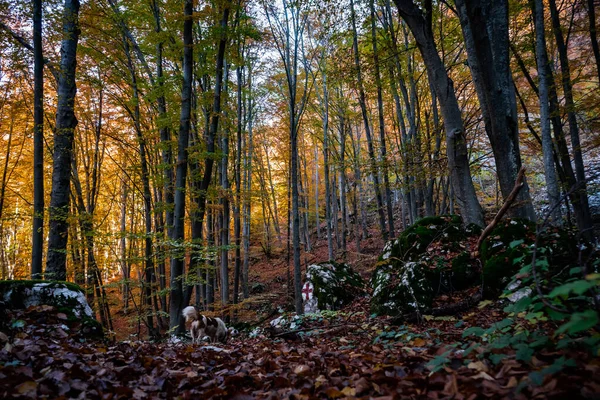 Gros Plan Arbres Feuilles Dans Une Forêt Automne — Photo