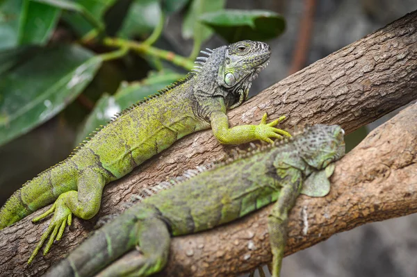 Las Dos Iguanas Verdes Una Rama Árbol —  Fotos de Stock