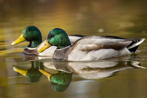 Een Shot Van Een Woud Eend Drakes Zwemmen Mee Waterplas — Stockfoto