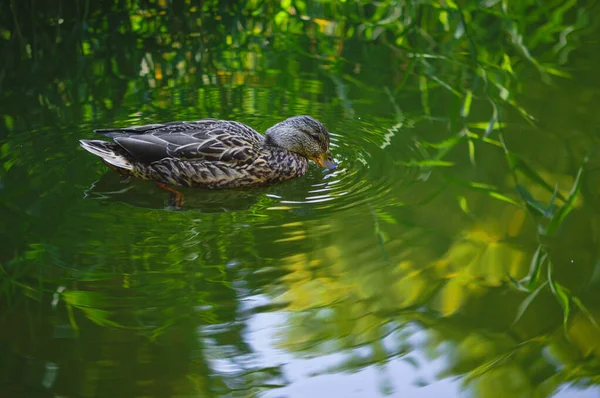 Closeup Cute Female Mallard Swimming Pond — Stock Photo, Image