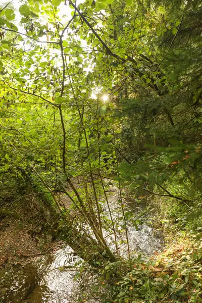 Güneşin Altında Güzel Bir Yeşil Ağaç Görüntüsü — Stok fotoğraf