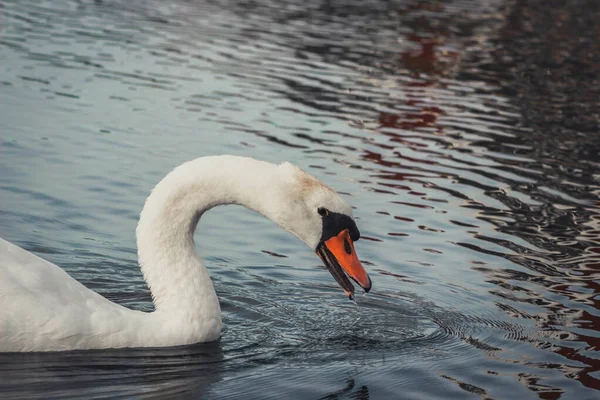 Una Hermosa Vista Elegante Cisne Flotando Tranquilo Lago —  Fotos de Stock