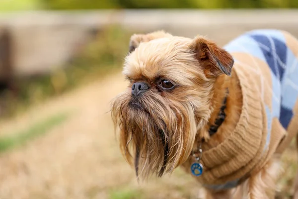かわいいブリュッセルグリフォン犬のスタンプの選択的フォーカスショット — ストック写真