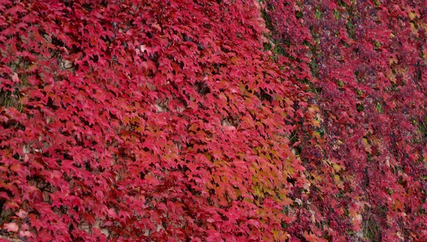 Top View Beautiful Red Maple Leaves — Stock Photo, Image