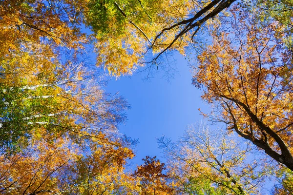 Een Lage Hoek Van Bomen Met Kleurrijke Herfstbladeren — Stockfoto