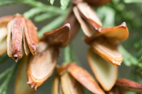 Enfoque Selectivo Calocedrus — Foto de Stock