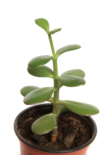 Vertikální Záběr Rostliny Crassula Květináči Bílém Pozadí — Stock fotografie