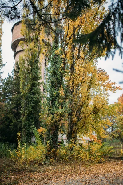 Ein Faszinierender Blick Auf Herbstbäume Wald — Stockfoto