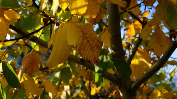 Enfoque Selectivo Las Hojas Otoñales Árbol — Foto de Stock