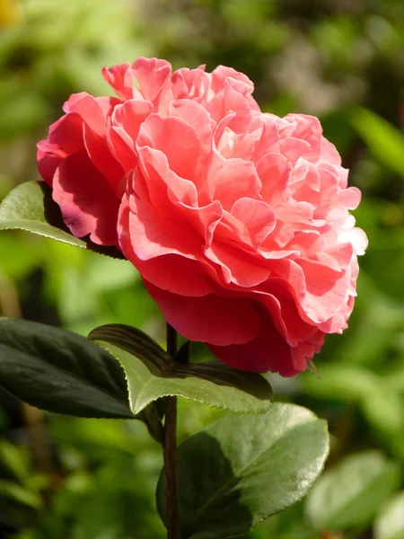 Vertikální Detailní Záběr Růžové Kamélie Květiny Rozmazaném Pozadí — Stock fotografie
