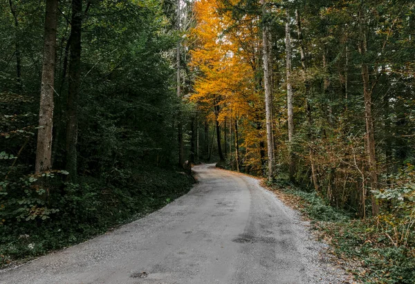 Uma Estrada Entre Floresta Com Árvores Densas Verdes Amarelas — Fotografia de Stock