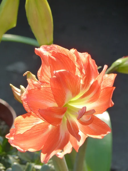 Tiro Seletivo Foco Uma Flor Alaranjada Hippeastrum Crescida Jardim Botânico — Fotografia de Stock