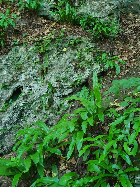 Plan Faible Angle Paysage Rocheux Dans Forêt — Photo