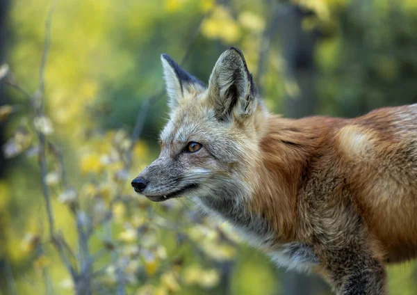 Röd Räv Skog Solig Dag Sommaren — Stockfoto