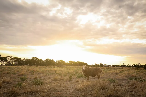 Una Hermosa Toma Una Oveja Entorno Natural Atardecer —  Fotos de Stock