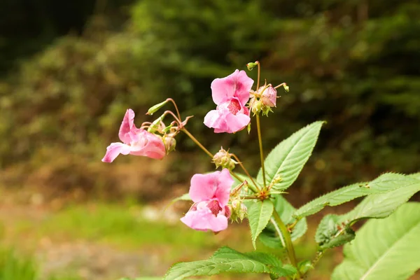 Egy Kis Virág Közelsége Erdőben — Stock Fotó