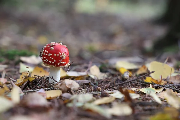 Ένα Κοντινό Πλάνο Του Μανιταριού Amanita Muscaria Στο Δάσος — Φωτογραφία Αρχείου