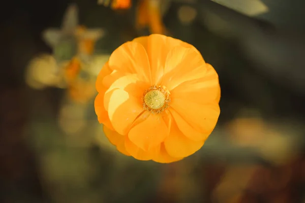 Een Selectieve Focus Shot Van Een Bloeiende Rununcula Bloem — Stockfoto