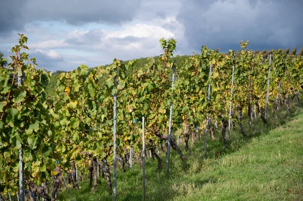 Closeup Shot Ripening Grapes Vineyard — Stock Photo, Image