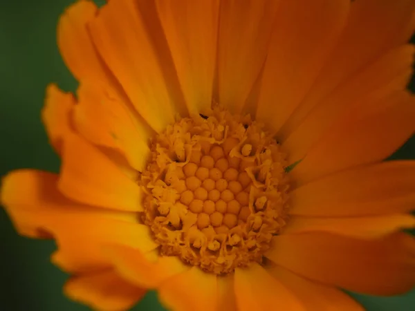 Plan Rapproché Angle Élevé Pollen Fleur Calendula — Photo