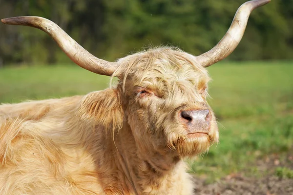 Primer Plano Una Vaca Montañesa Con Cuernos —  Fotos de Stock