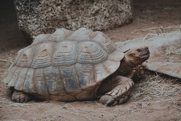 Fascinante Disparo Una Tortuga Gigante Arrastrándose Sobre Hierba Verde Zoológico —  Fotos de Stock